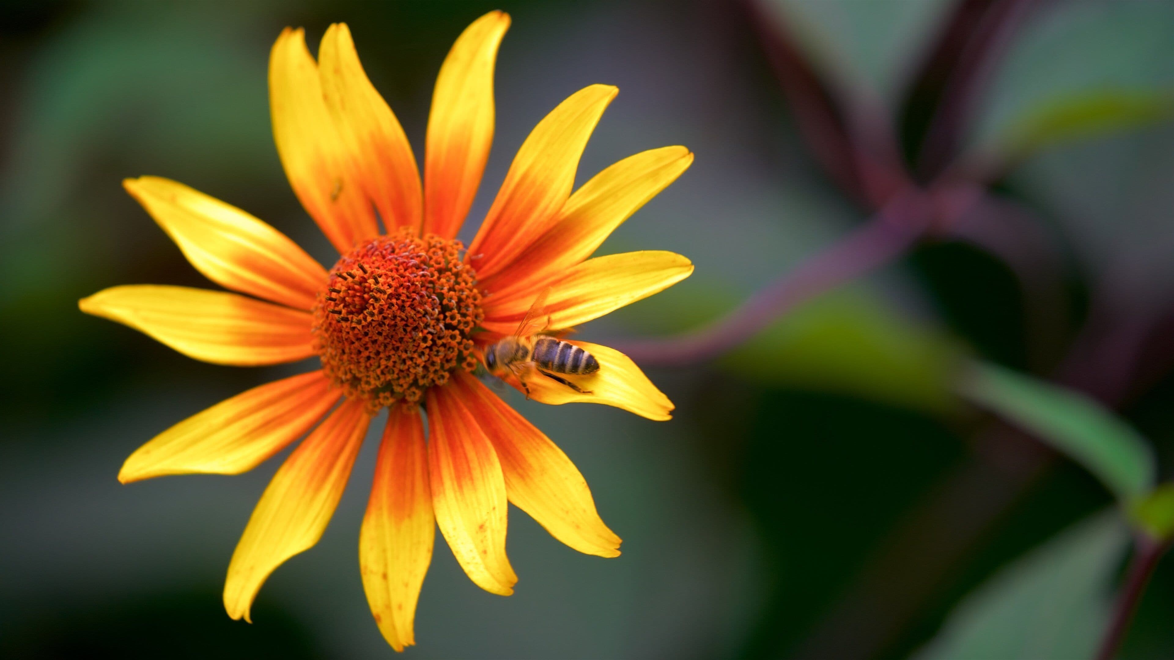 Rombergpark Botanical Garden showing flowers and animals