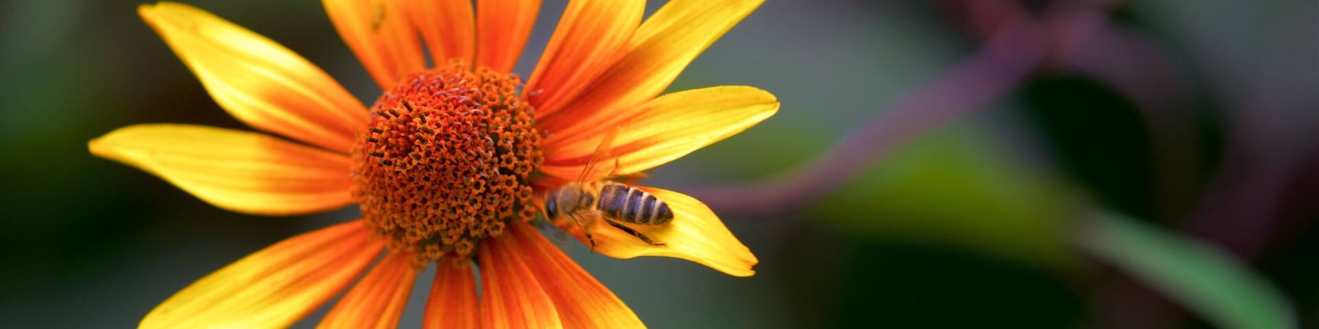 Rombergpark Botanical Garden showing flowers and animals