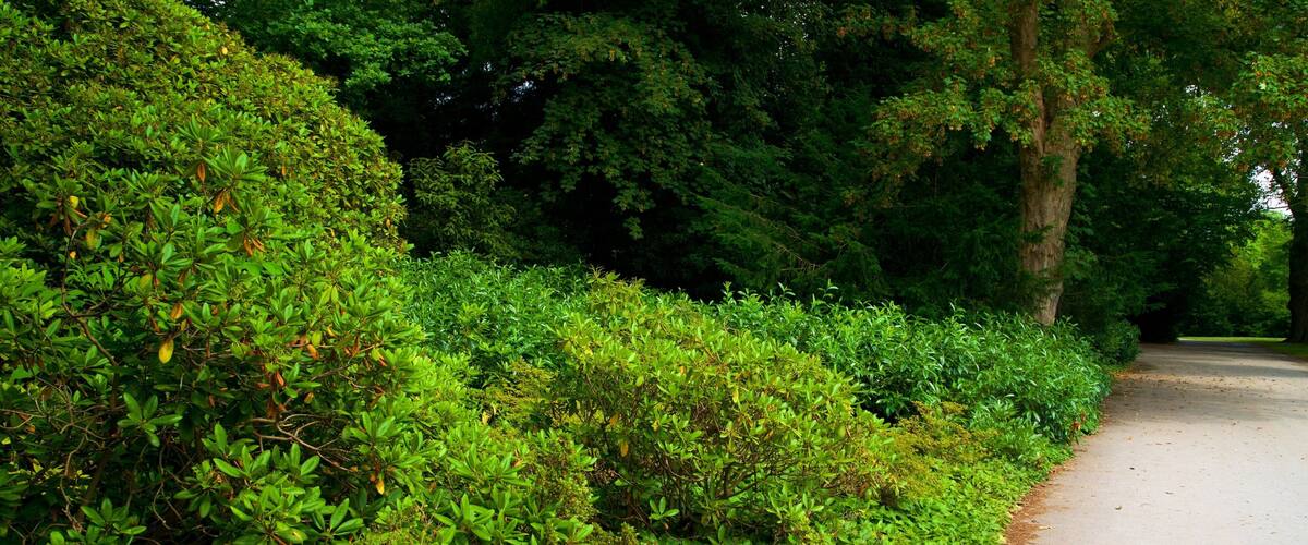 Rombergpark Botanical Garden