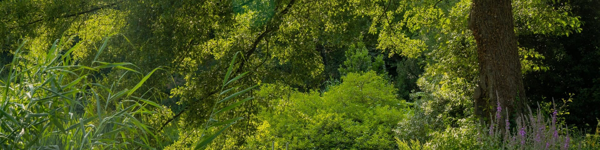 Münster Botanical Garden which includes a pond