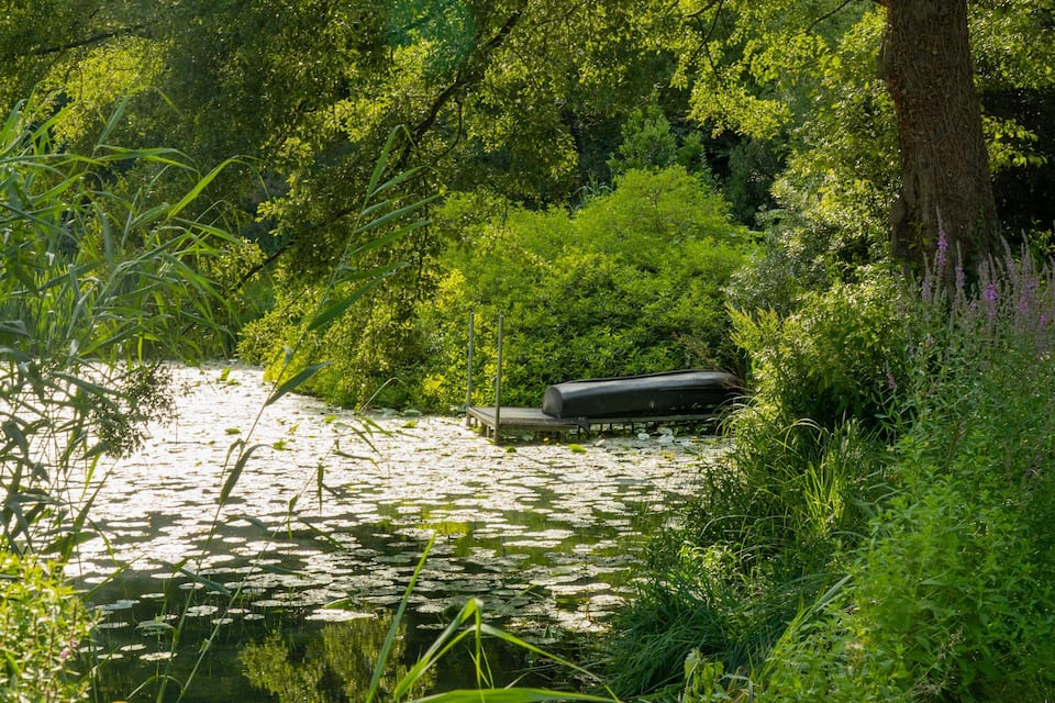 A river with lily pads and dense greenery.