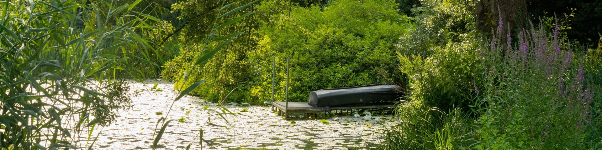 MĂŒnster Botanical Garden which includes a pond