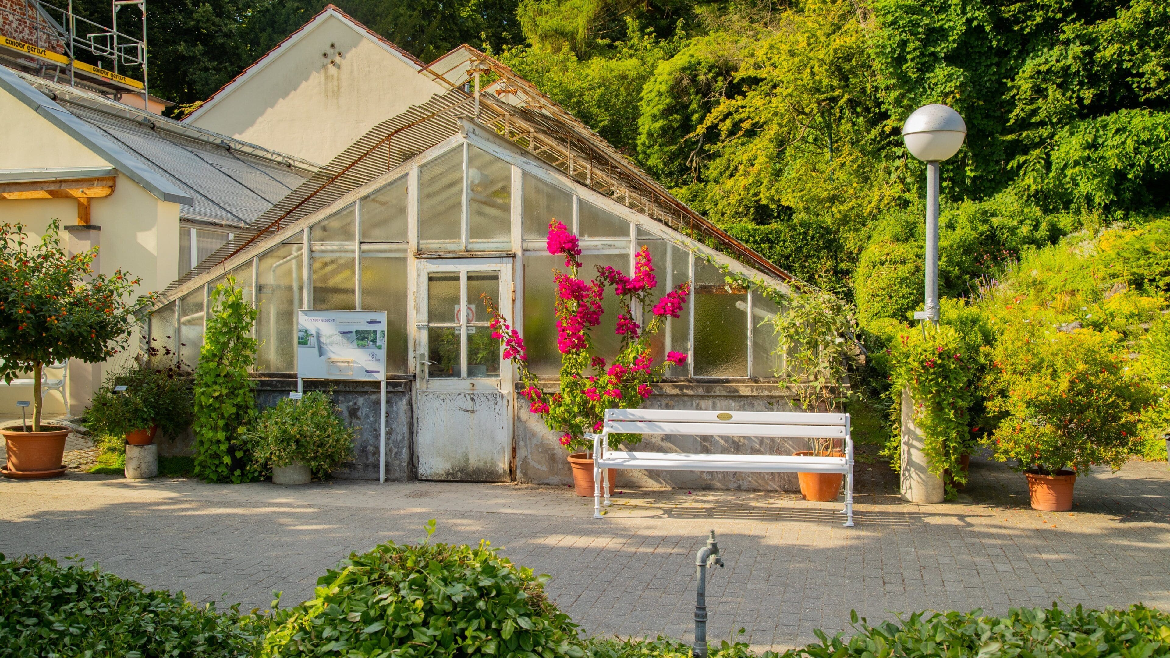 Münster Botanical Garden showing flowers and a park