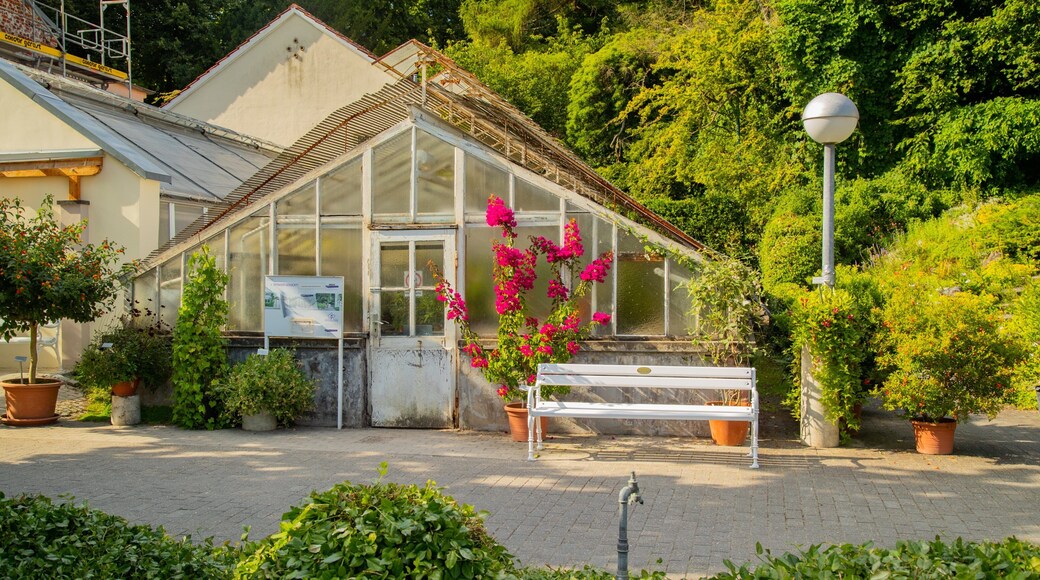 Münster Botanical Garden showing flowers and a park