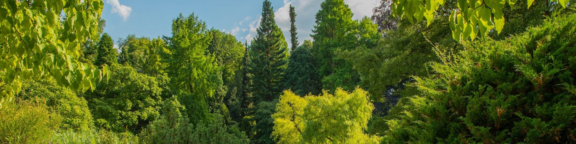 Münster Botanical Garden which includes a park and a river or creek