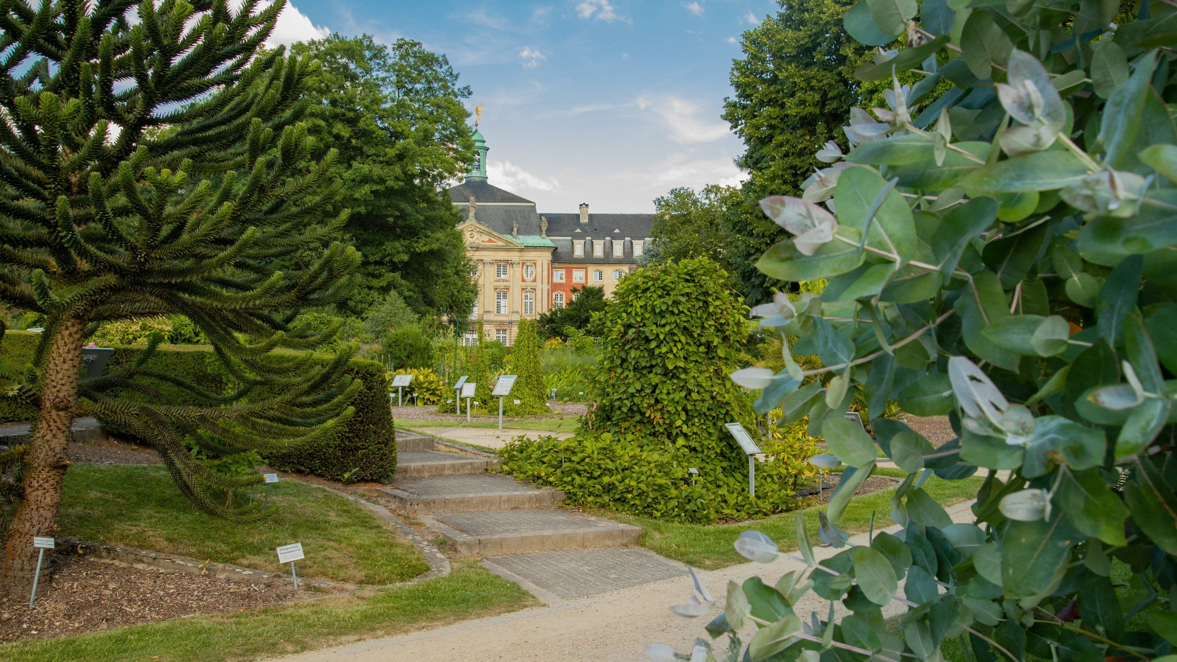 Münster Botanical Garden showing wildflowers and a garden