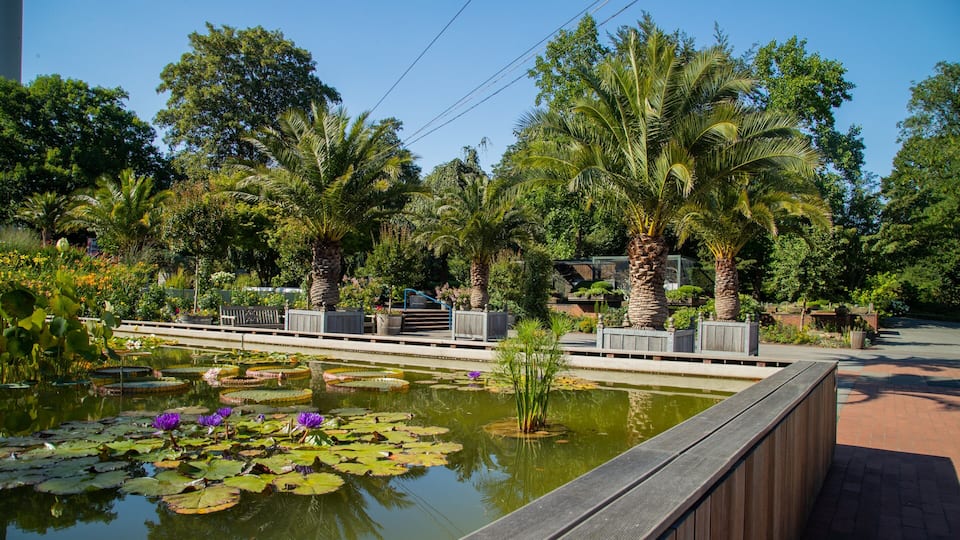 Westfalenpark Dortmund featuring wildflowers, a garden and a pond