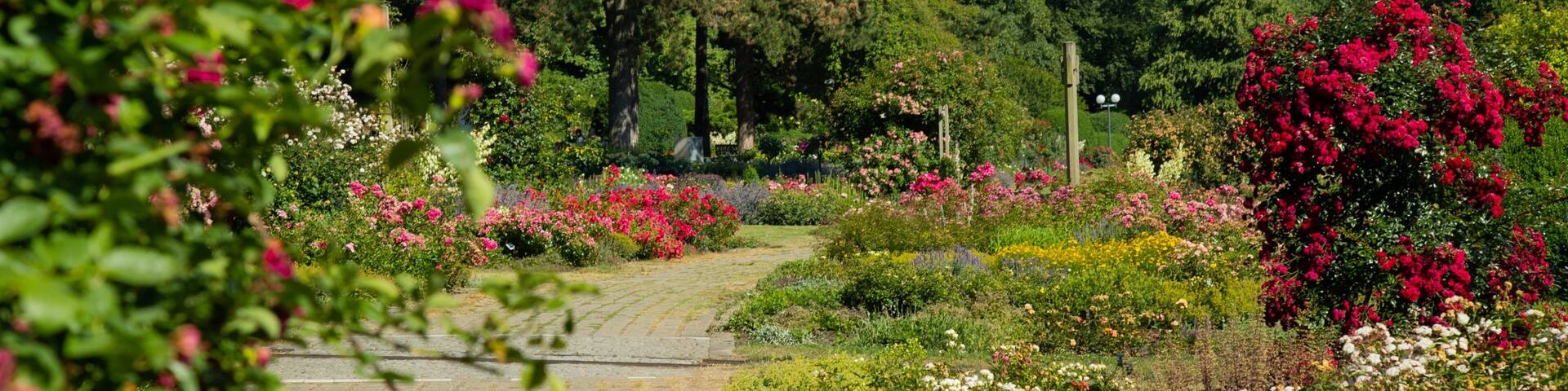 A garden with a paved path, various flowering plants, and trees.