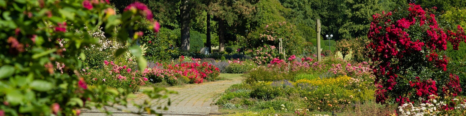 Westfalenpark Dortmund showing a garden and wildflowers