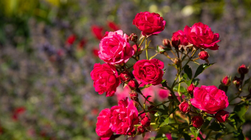 Westfalenpark Dortmund showing flowers