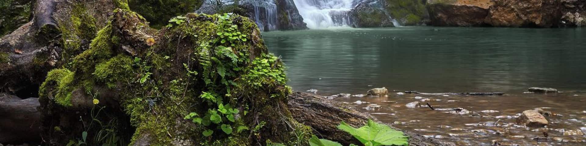 A waterfall cascading over moss-covered rocks into a calm pool surrounded by dense forest.
