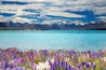Lake Tekapo, South Island, New Zealand