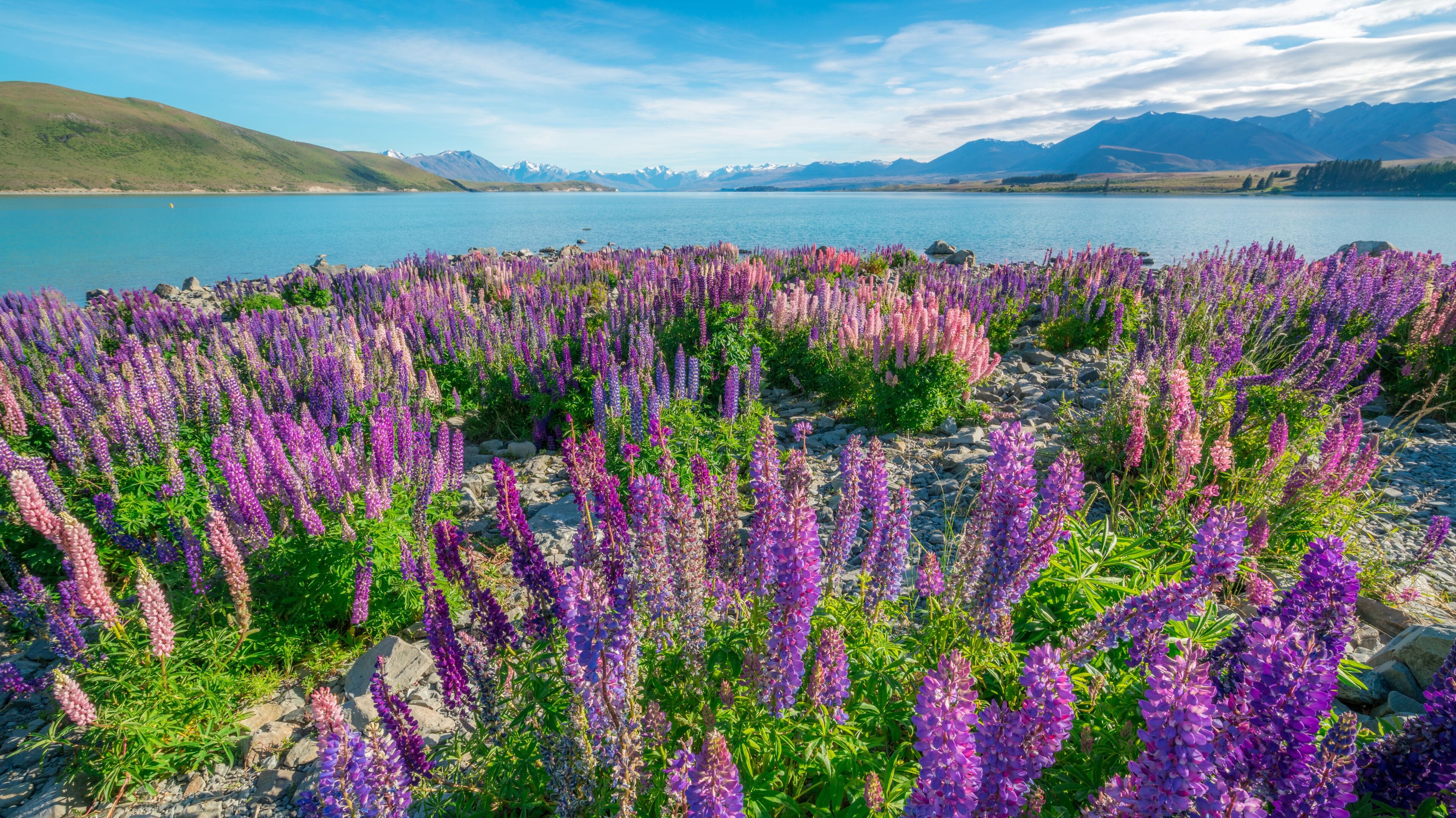 Lake Tekapo