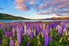 Russle Lupines at Lake Tekapo