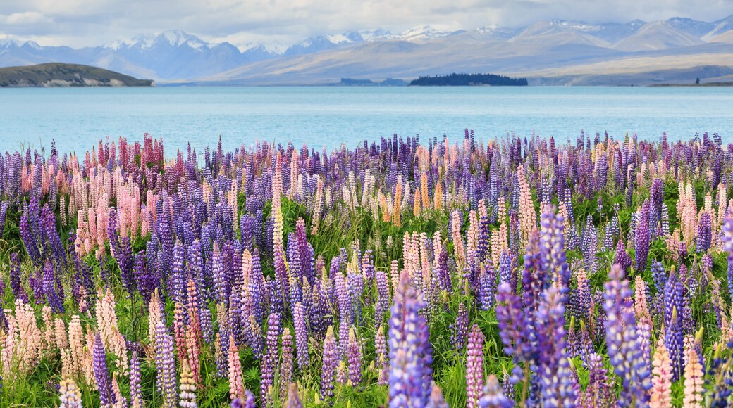 Lake Tekapo