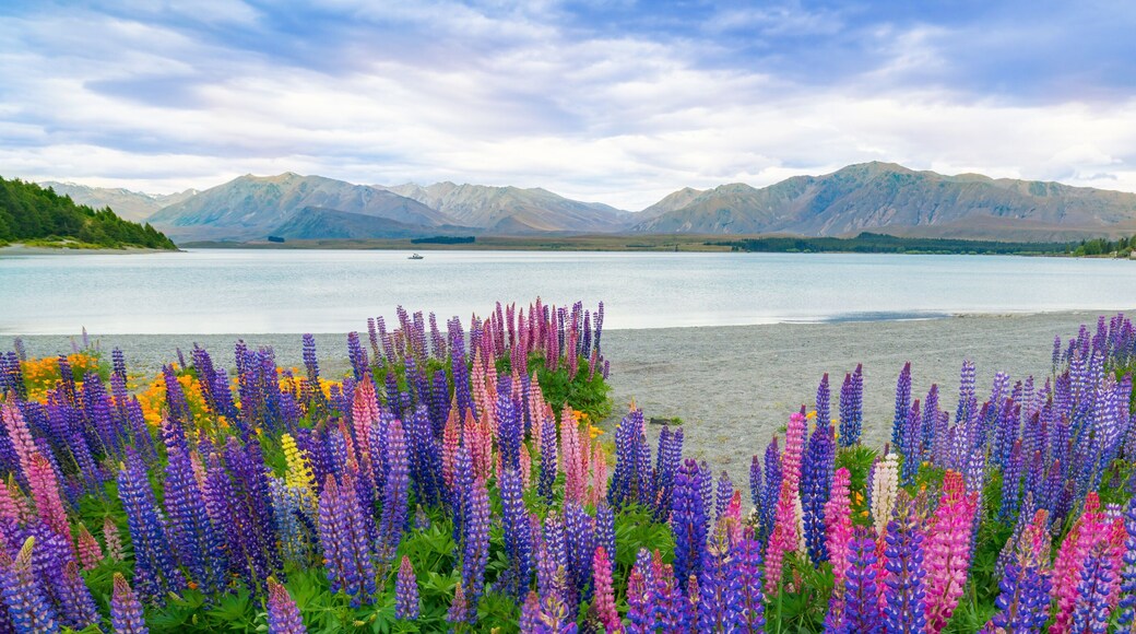 Landscape at Lake Tekapo Lupin Field in New Zealand