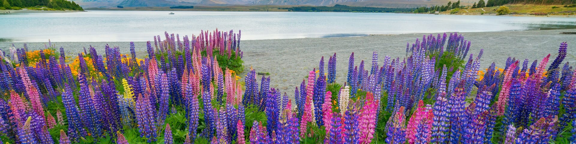 A lake with mountains in the background and vibrant purple flowers in the foreground.
