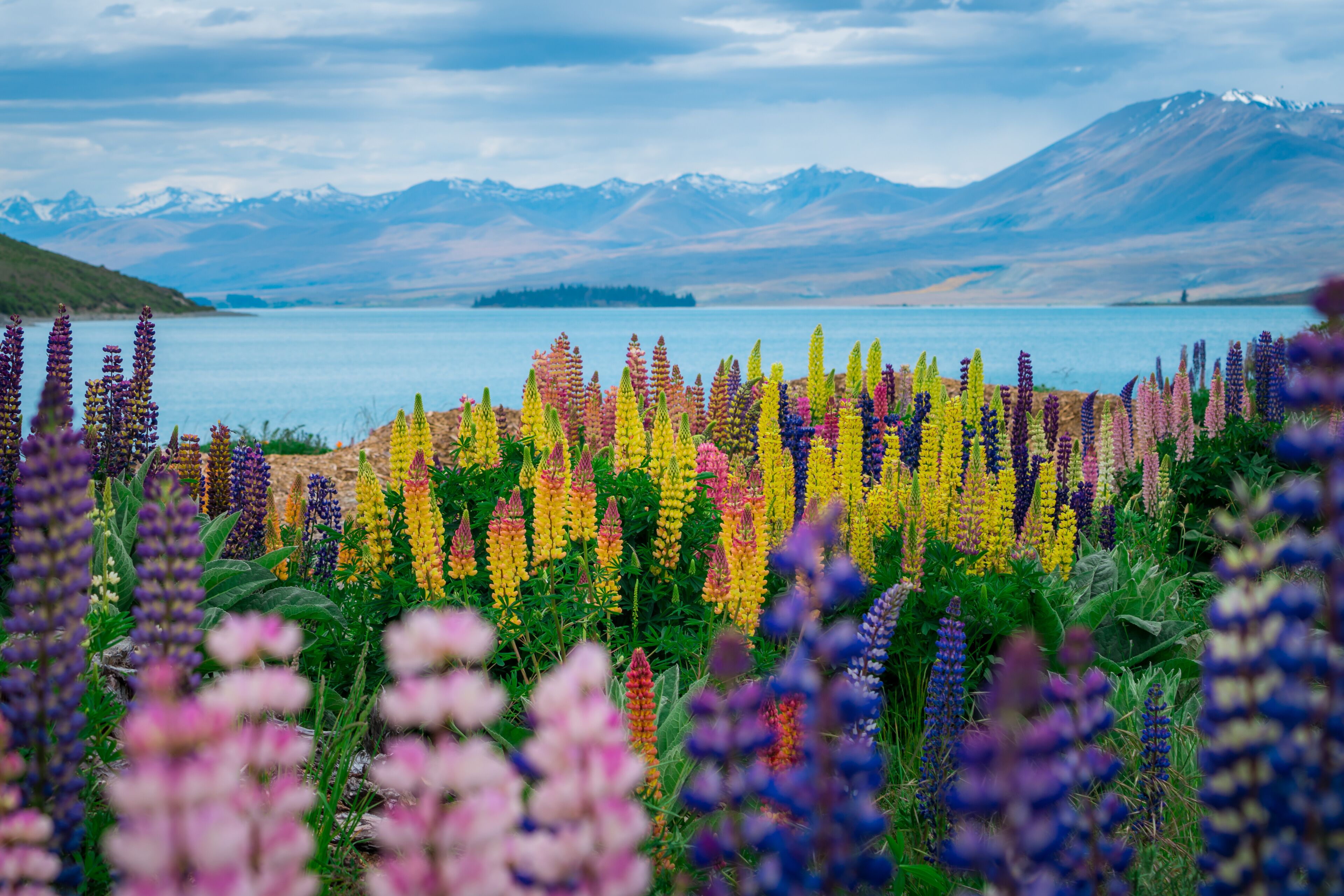 Landscape at Lake Tekapo Lupin Field in New Zealand