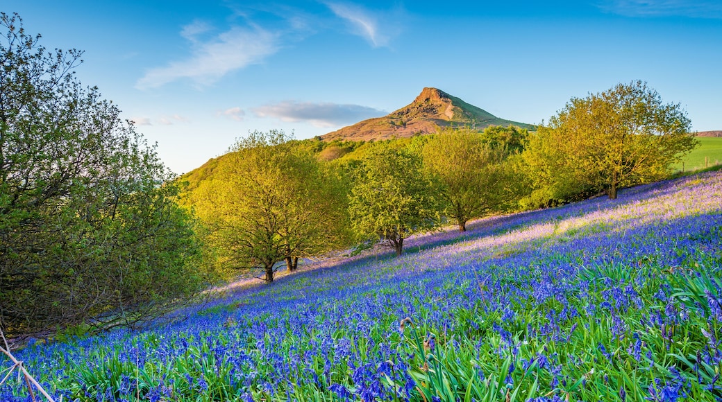 Bluebell Slope and Roseberry Topping / Newton Wood and Roseberry Topping, a distinctive hill in North Yorkshire, are popular with walkers and ramblers