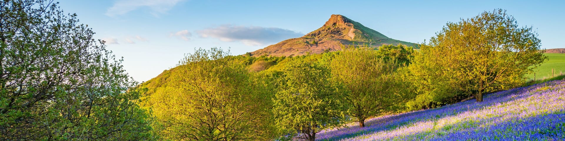 Bluebell Slope and Roseberry Topping / Newton Wood and Roseberry Topping, a distinctive hill in North Yorkshire, are popular with walkers and ramblers