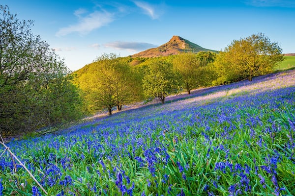 Bluebell Slope and Roseberry Topping / Newton Wood and Roseberry Topping, a distinctive hill in North Yorkshire, are popular with walkers and ramblers