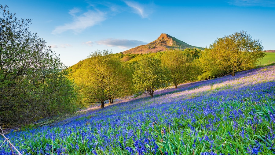 Bluebell Slope and Roseberry Topping / Newton Wood and Roseberry Topping, a distinctive hill in North Yorkshire, are popular with walkers and ramblers