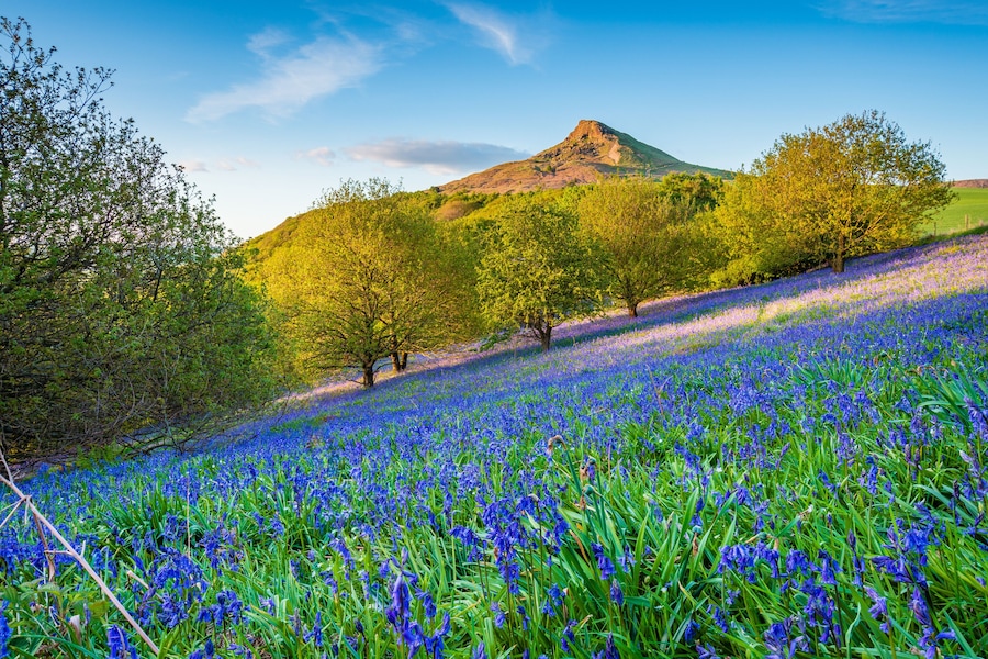 Bluebell Slope and Roseberry Topping / Newton Wood and Roseberry Topping, a distinctive hill in North Yorkshire, are popular with walkers and ramblers