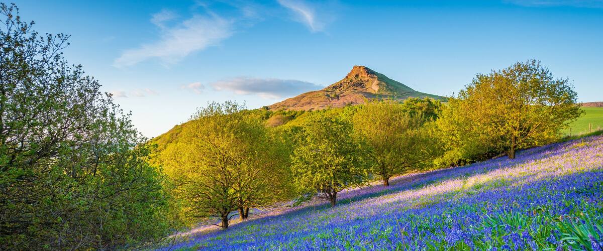 A field of blue flowers, green trees, and a mountain in the background.