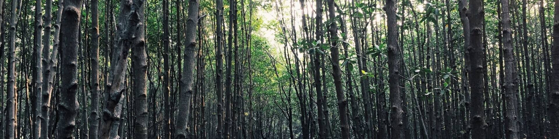 Mangrove for mankind #LifeatExpedia