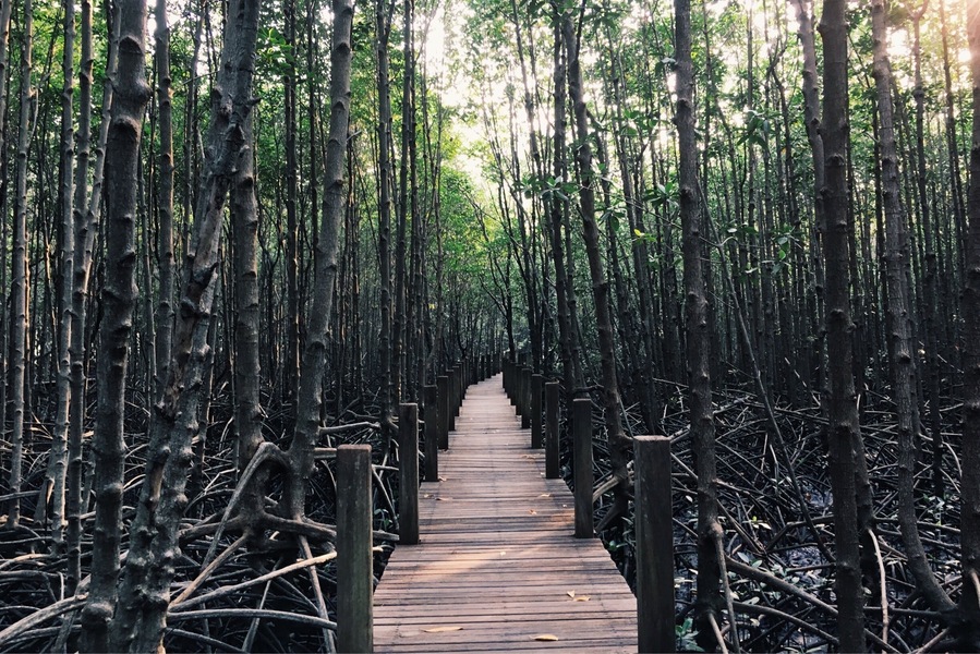Mangrove for mankind #LifeatExpedia