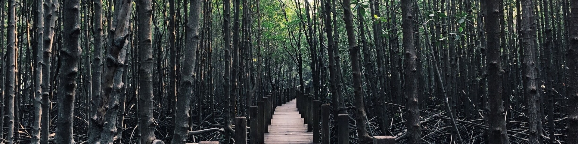 Mangrove for mankind #LifeatExpedia