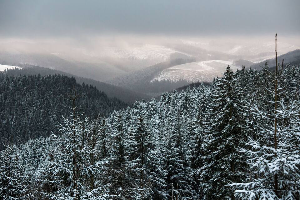 Un bosque nevado con un valle y montañas distantes.