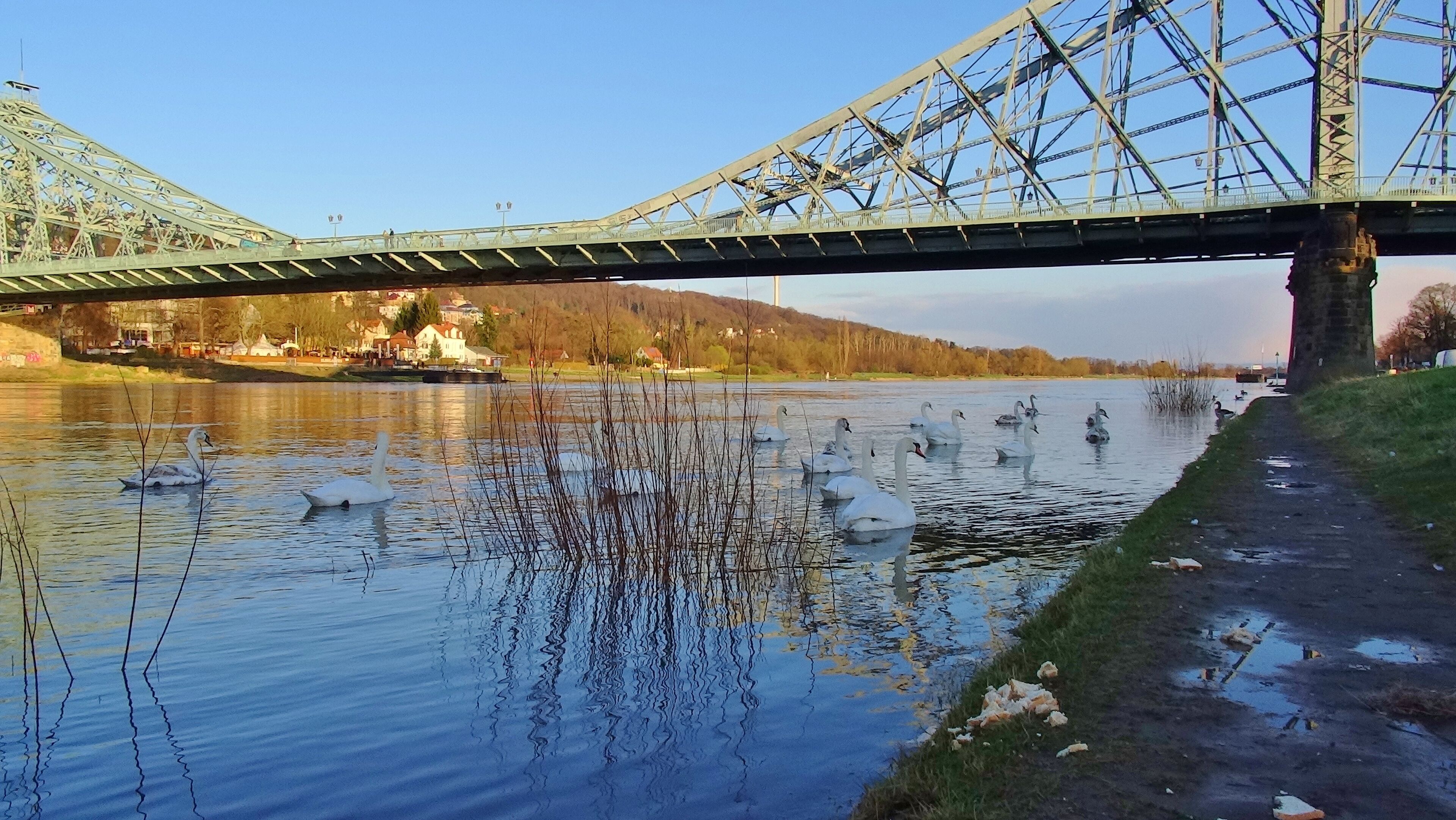 Un pont sobre un riu tranquil amb swans nedant.