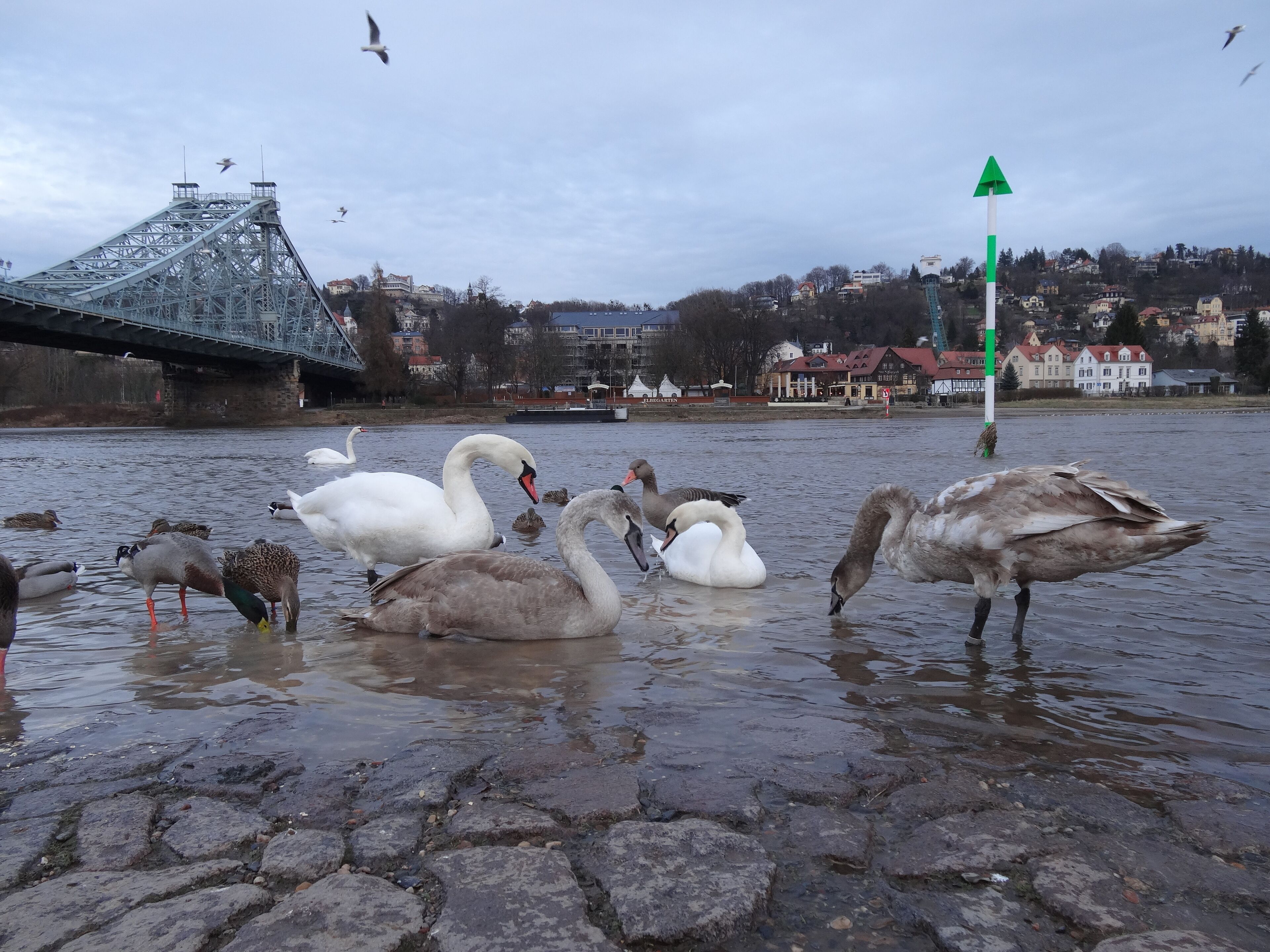 Swans and ducks on a river with a bridge and houses in the background.
