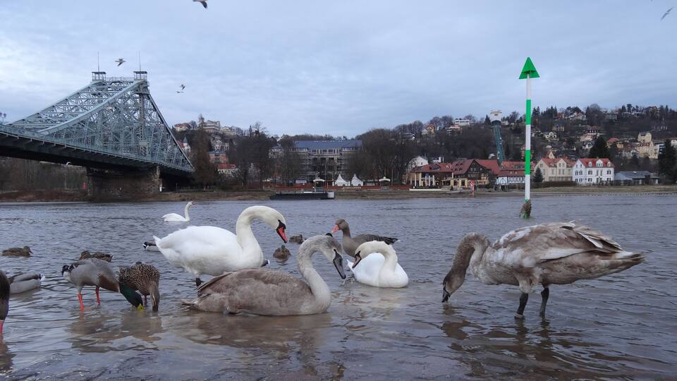Swans and ducks on a river with a bridge and houses in the background.