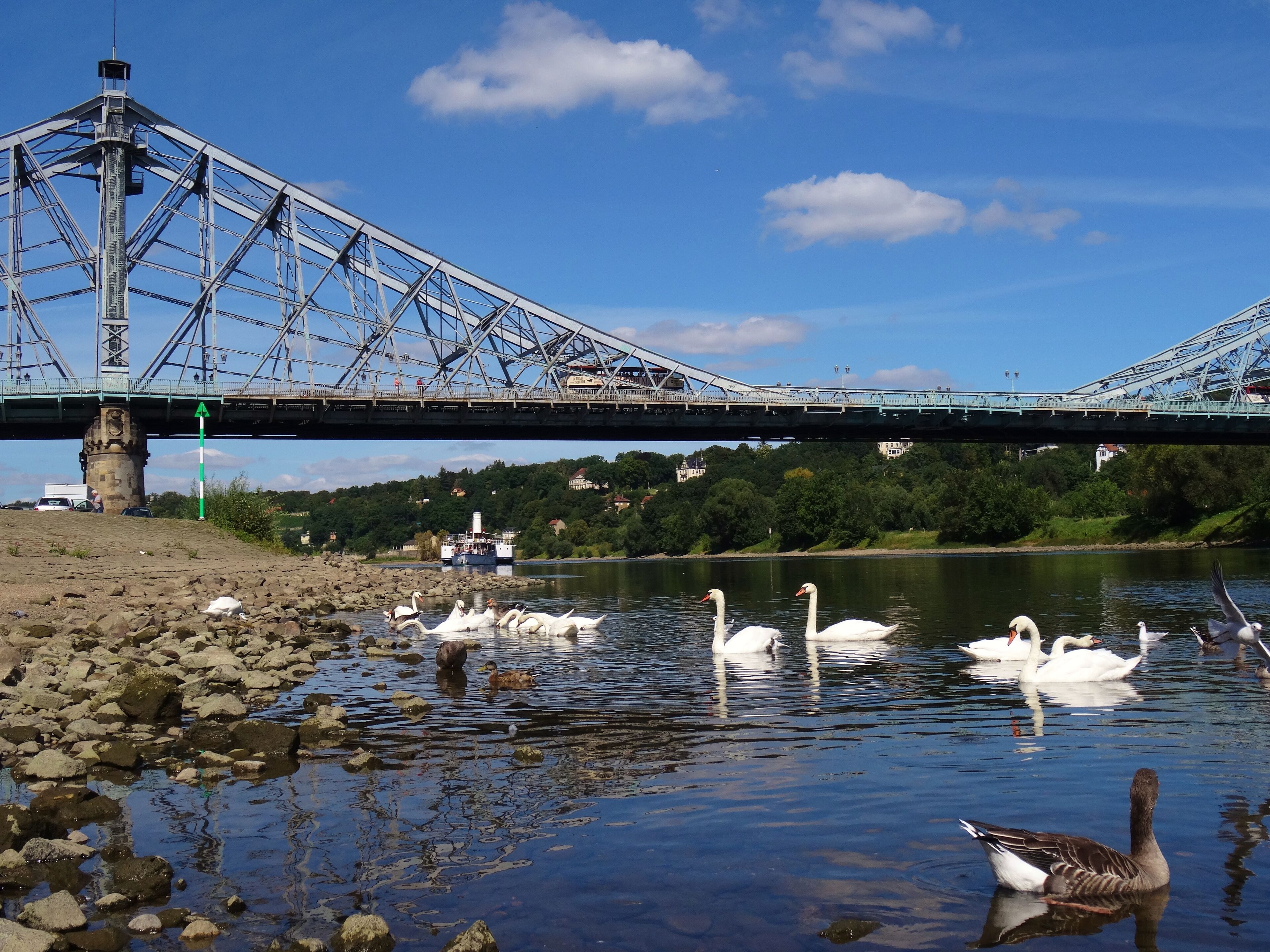 Cygnus olor Loschwitzer Brücke