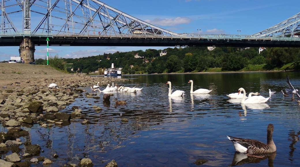Cygnus olor Loschwitzer Brücke