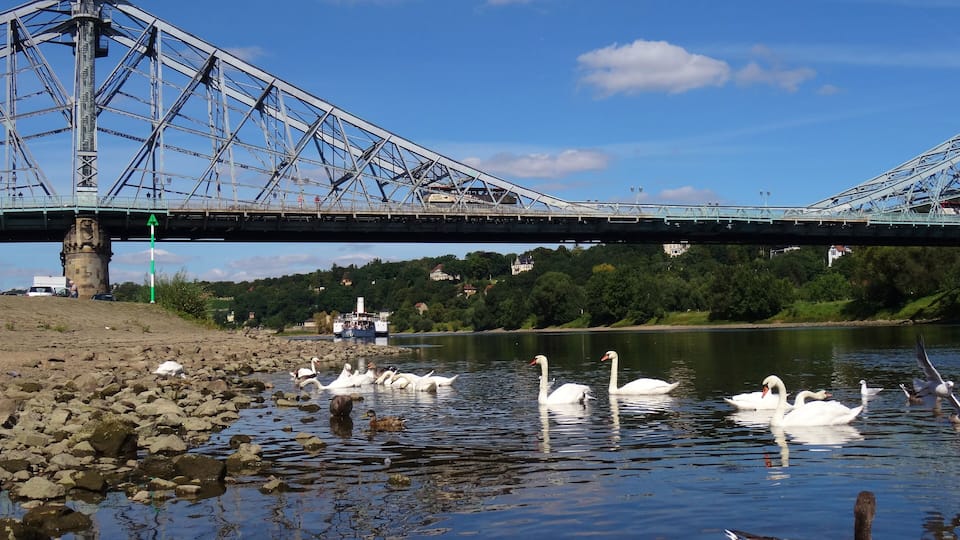 A bridge over a river with swans and geese swimming.