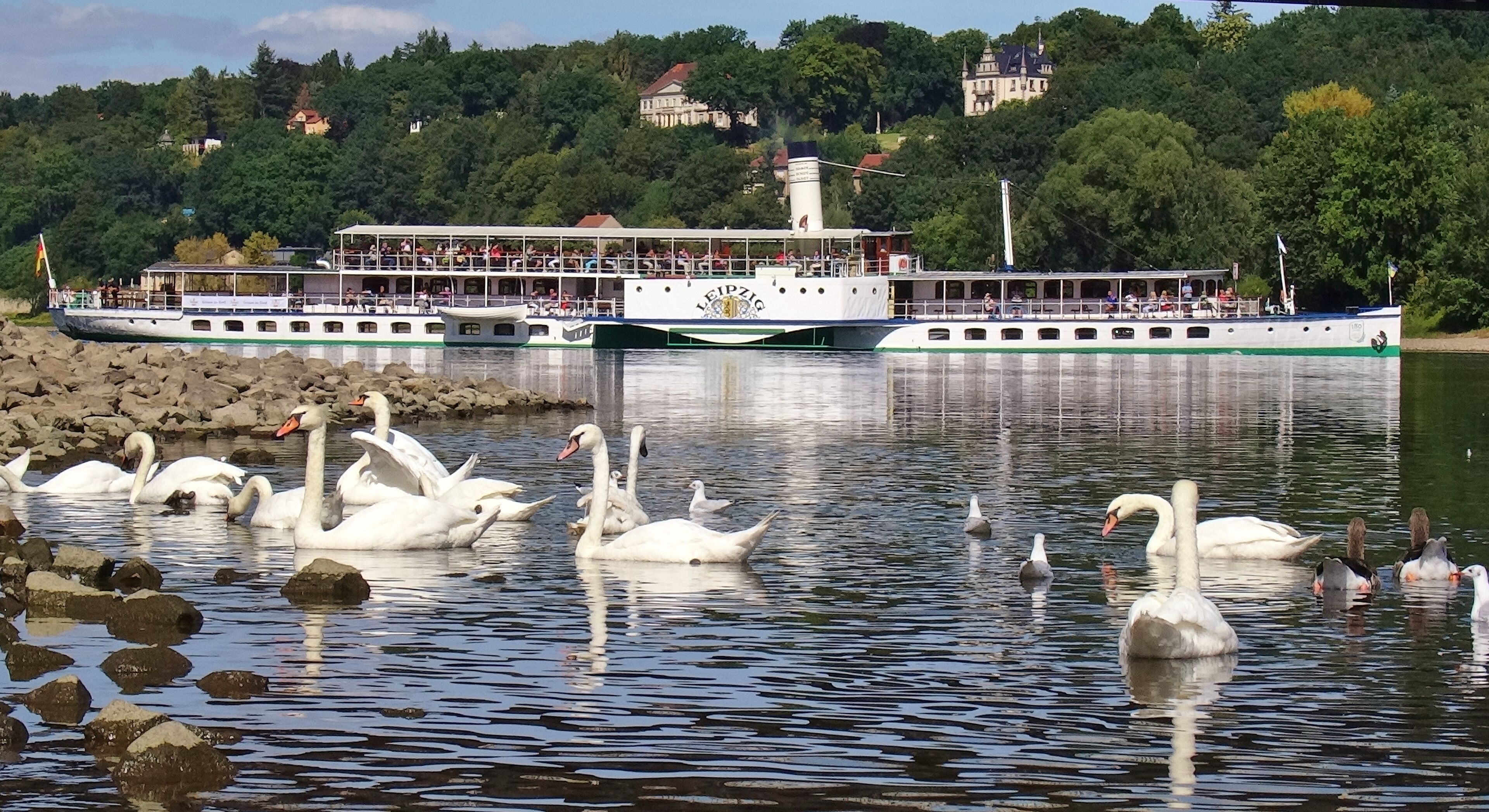 Cygnus olor Loschwitzer Brücke