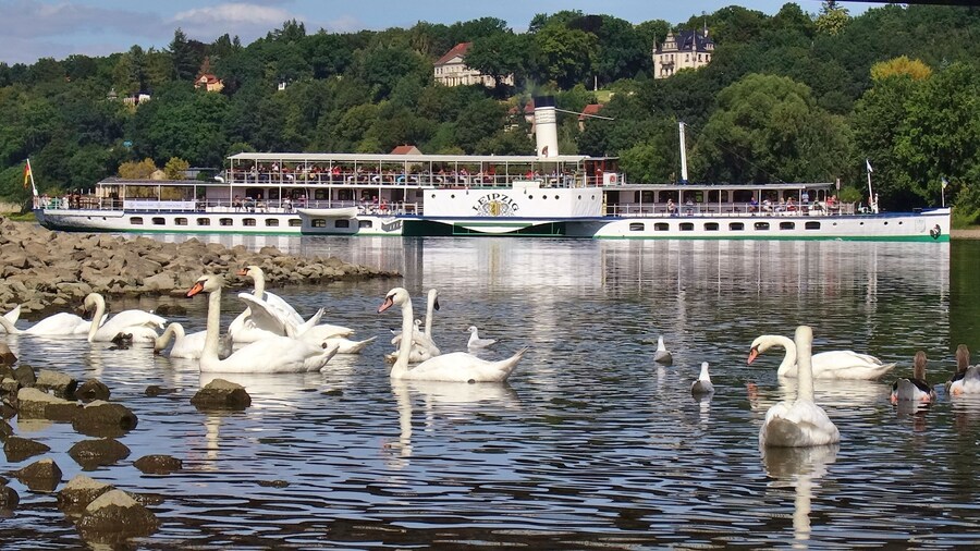 Cygnus olor Loschwitzer BrĂŒcke