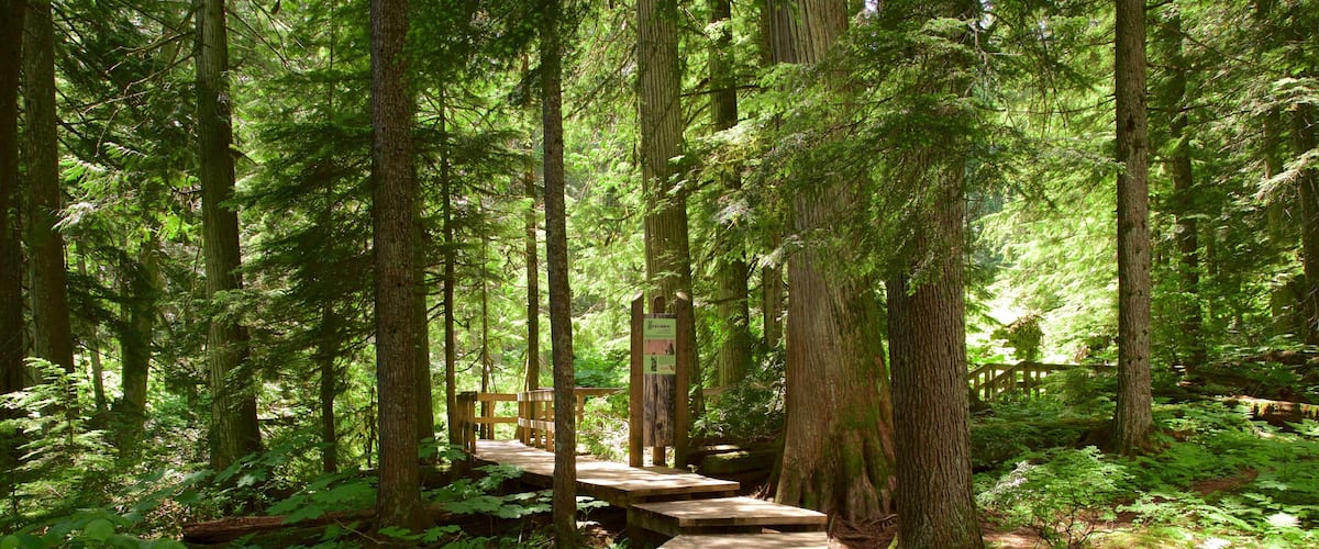 Giant Cedars Boardwalk Trail showing forest scenes and a bridge