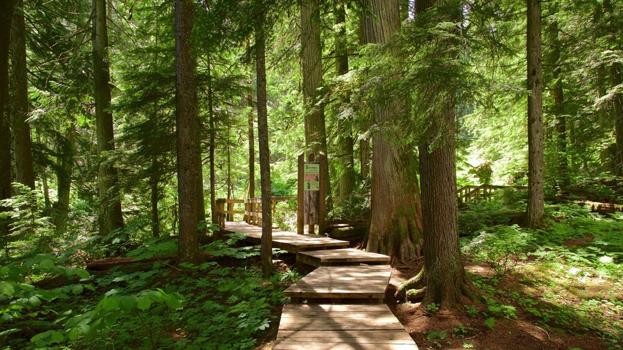 Giant Cedars Boardwalk Trail showing a bridge and forest scenes