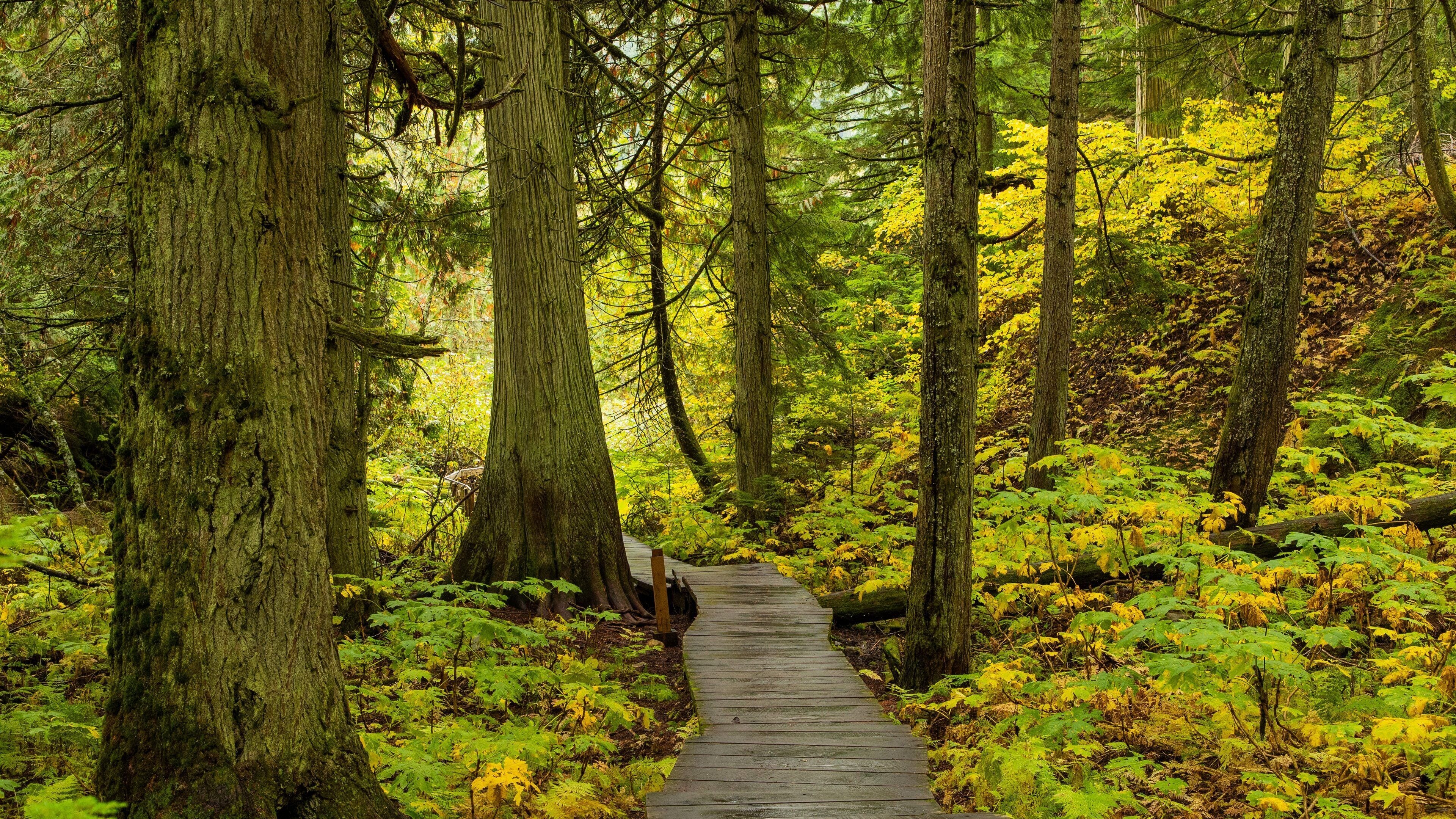 Giant Cedars Boardwalk Trail featuring forests