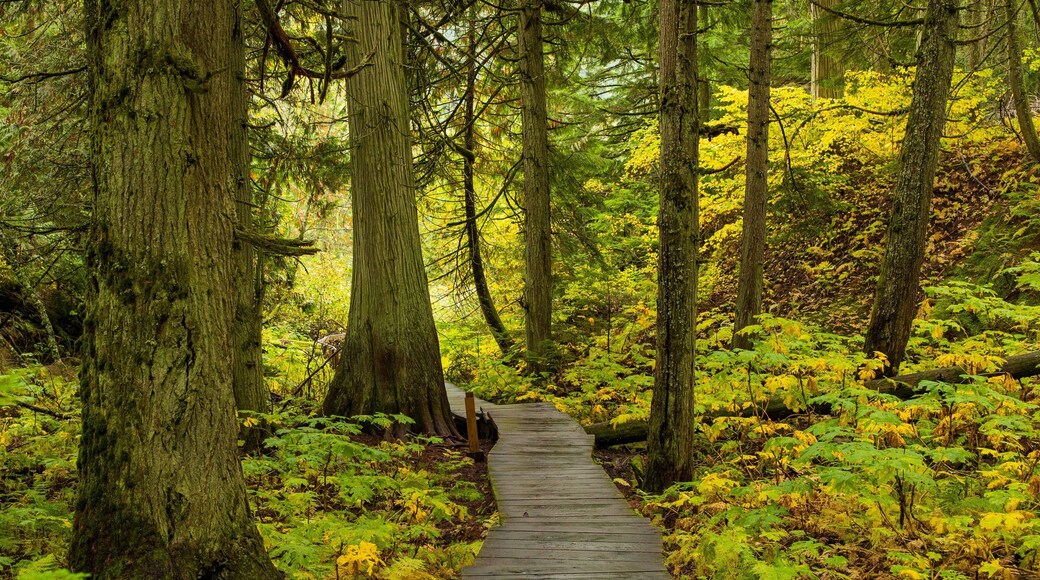Giant Cedars Boardwalk Trail featuring forests