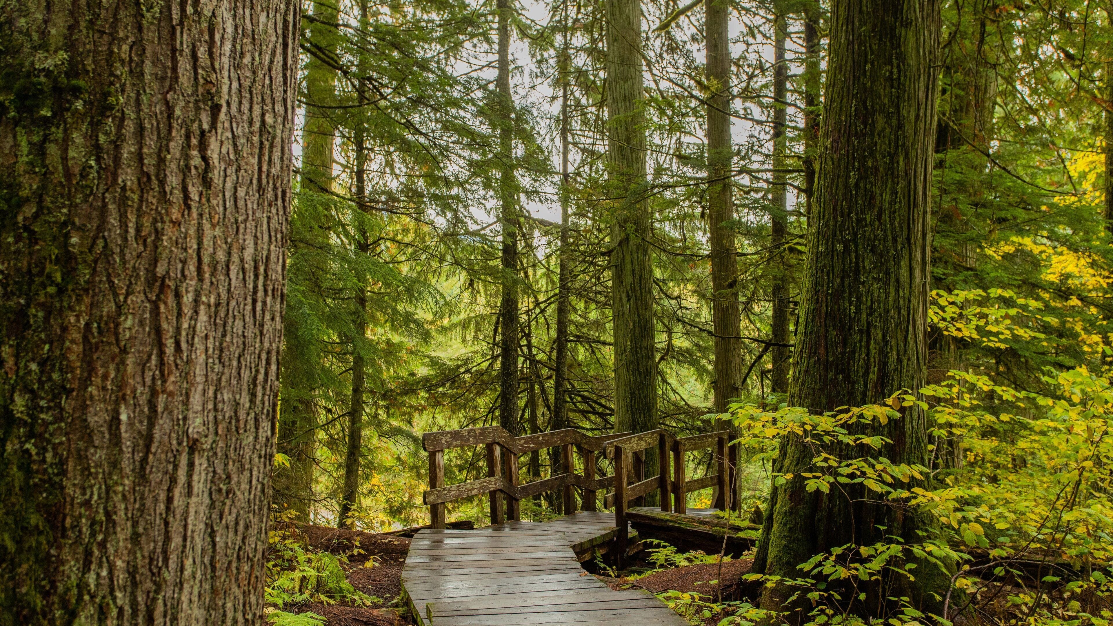 Giant Cedars Boardwalk Trail which includes forest scenes
