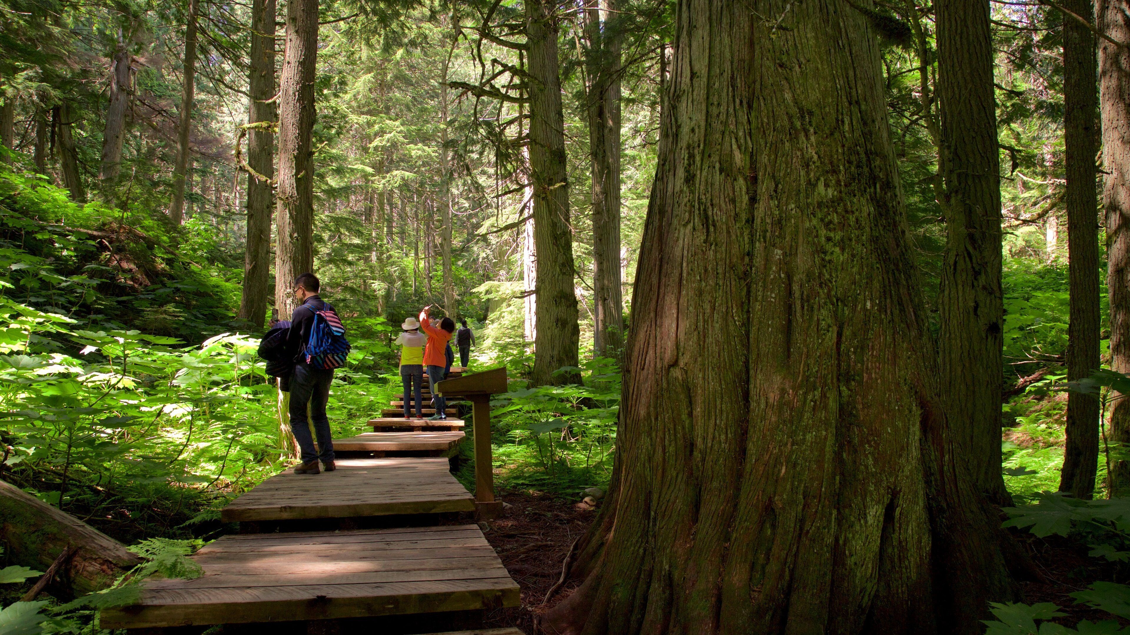 A forested area with a wooden boardwalk and large trees.