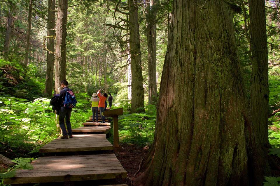 A forested area with a wooden boardwalk and large trees.