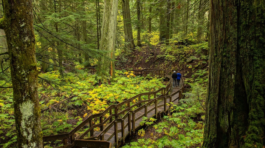 Giant Cedars Boardwalk Trail showing forests and rainforest as well as a couple