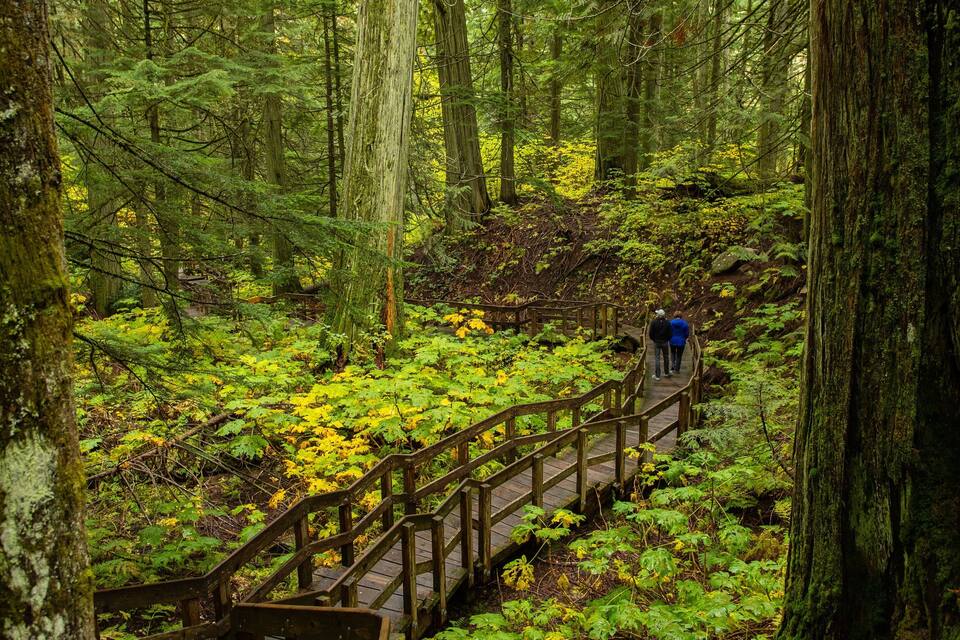 A wooden bridge in a dense forest with tall trees and green foliage.