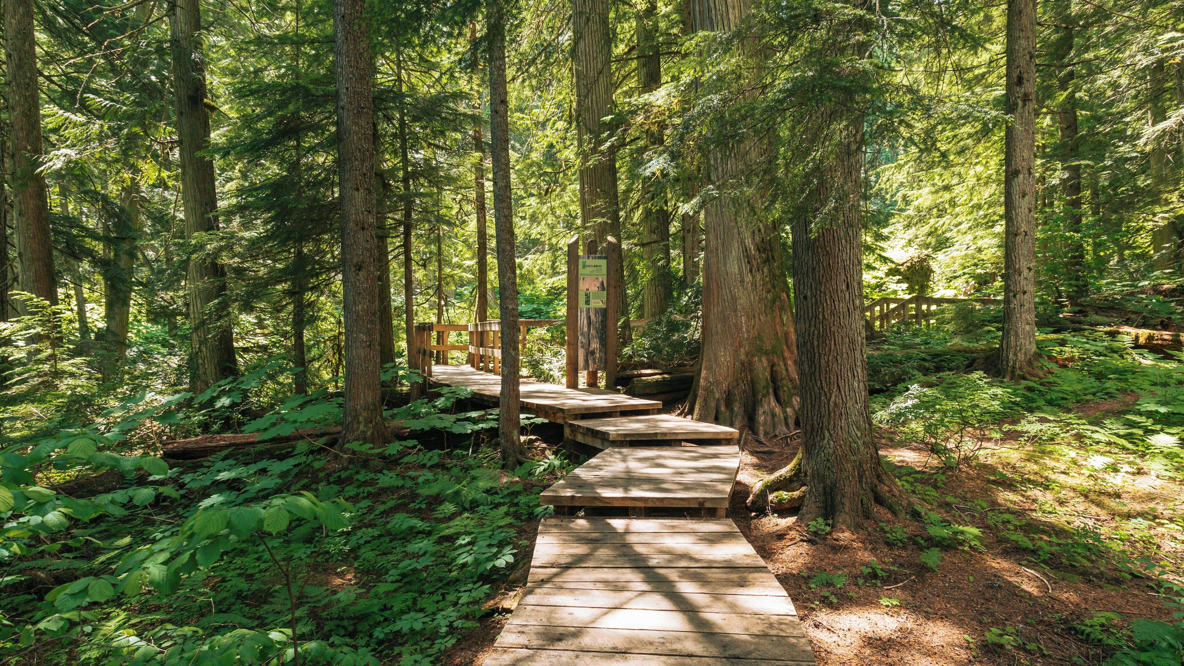 Discover serenity along Giant Cedars Boardwalk Trail in Revelstoke, British Columbia amid towering trees and lush greenery